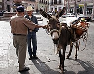 Lastezel in Mexico