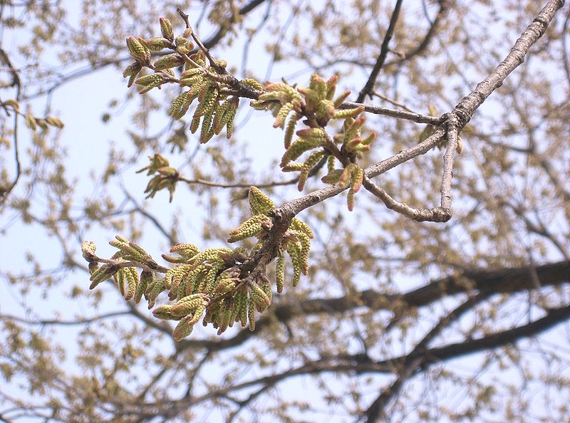 File:Quercus acutissima10.jpg