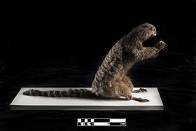 Sagui-de-tufos-pretos taxidermizado em exposição no Museu de Anatomia Veterinária da Faculdade de Medicina Veterinária e Zootecnia da Universidade de São Paulo (USP)