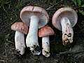 Hygrophorus erubescens