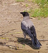 Individuo xuvenil, en Mecklemburgo-Antepomerania, Alemaña.