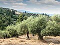 Image 31Olive trees in Pakistan (from Trees of Pakistan)