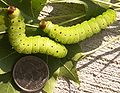 5th instar caterpillar.