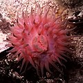 Actinia, לעבן רומענישן בארטן.