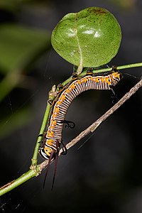 Euploea core (Common Crow), larva