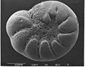 Benthic foraminifera Elphidium albiumbilicatum from the Baltic Sea