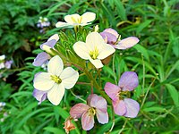 Erysimum bicolor