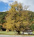 English: Old tilia at the Bodenbauer Deutsch: Alte Linde beim Bodenbauer