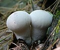 Lycoperdon perlatum