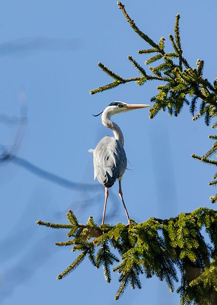 File:Hallhaigur - Grey Heron - Ardea Cinerea 1.jpg