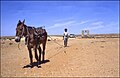 Izvlačenje vode iz bunara - Između Ghardaie i El Golee 25. travnja 1985.