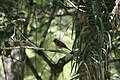 Creamy-bellied thrush