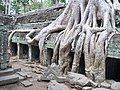 Hình thù ký quái của cây ở Ta Phrom khiến nó có sức thu hút đặc biệt