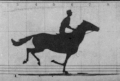 Image 39GIF animation from retouched pictures of The Horse in Motion by Eadweard Muybridge (1879). (from History of film technology)