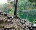 Image 42A young red pine (Pinus resinosa) with spread of roots visible, as a result of soil erosion (from Tree)