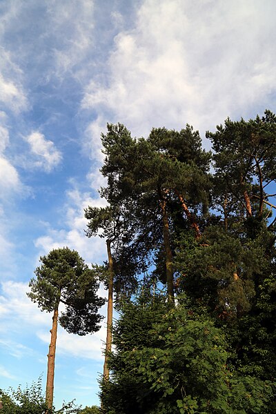 File:'Pinus sylvestris' Scots Pine at Staplefield, West Sussex, England 01.jpg