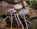 Mycena pearsoniana