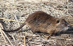 日本で野生化したヌートリア