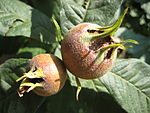 Mespilus germanica frukter