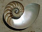 kalkskelet (doorsnede) van een Nautilus