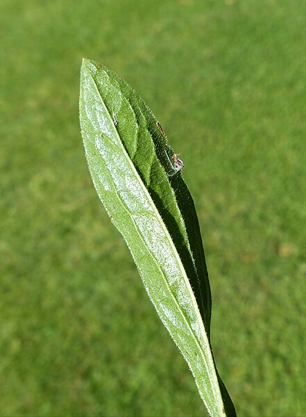 File:Aster amellus leaf (06).jpg