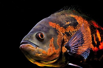 Un oscar (Astronotus ocellatus), poisson d’eau douce d’Amérique du Sud, espèce appréciée par de nombreux aquariophiles. (définition réelle 3 457 × 2 304*)