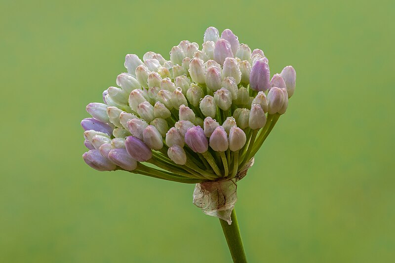 File:Bloemknoppen van een Allium senescens glaucum. 18-07-2023 (actm.) 01.jpg