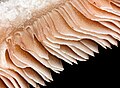 Close-up cross section of mushroom gills