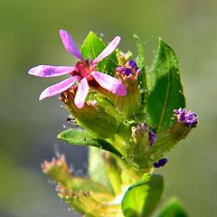 Cuphea carthagenensis