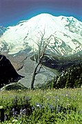 Lupine, bistort and etc. Dead tree. White River. Emmons Glacier. 81978. slide (6754235778d24173b6c9b01353e8a4cd).jpg