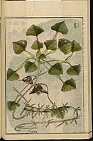 Water caltrop from the Japanese agricultural encyclopedia Seikei Zusetsu (1804)