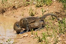 Juvenile olive baboon drinking in the Serengeti National Park, Tanzania