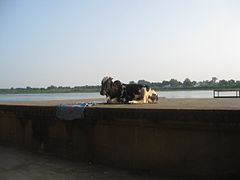 24 Nandi on Narmada ghat (16653941787).jpg