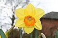 Flor de narciso (INGLATERRA).