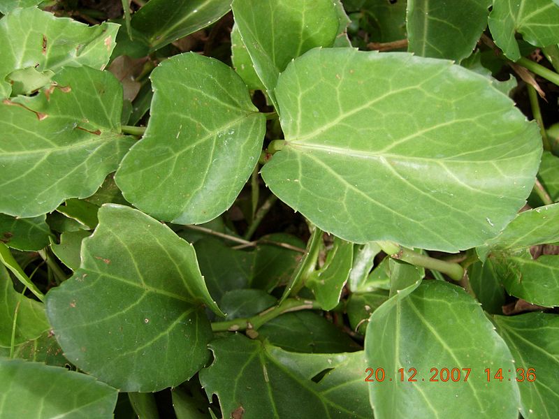 File:Ampelocissus latifolia 1.jpg