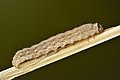 5 Caradrina ssp. caterpillar (side view) - Keila uploaded by Iifar, nominated by Iifar,  20,  0,  0