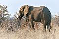 Afrika elefanto (Loxodonta africana)