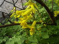 Corydalis lutea