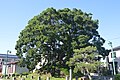 東海道の笠寺一里塚