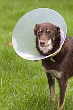 Thumbnail for Elizabethan collar