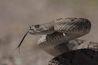 Western Diamondback Rattlesnake