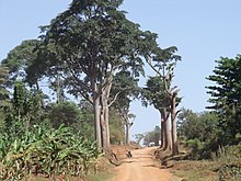 Milicia excelsa.JPG