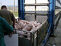 Image 17Pigs being loaded into their transport (from Livestock)