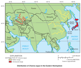 Phân bố của Channa argus. Nguồn: USGS 2004[2]