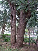 Arbre relique à l'église St.Johns, Glebe, New South Wales.