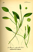 Illustration Potamogeton polygonifolius0.jpg