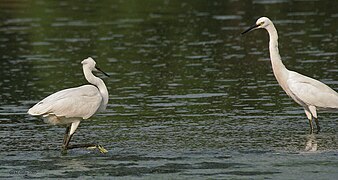 Kolkata, West Bengal, India