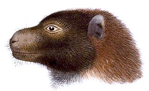 Pteropus woodfordi