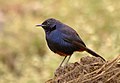 Male; Pune, Maharashtra, India