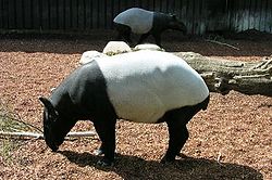 Tapirus indicus